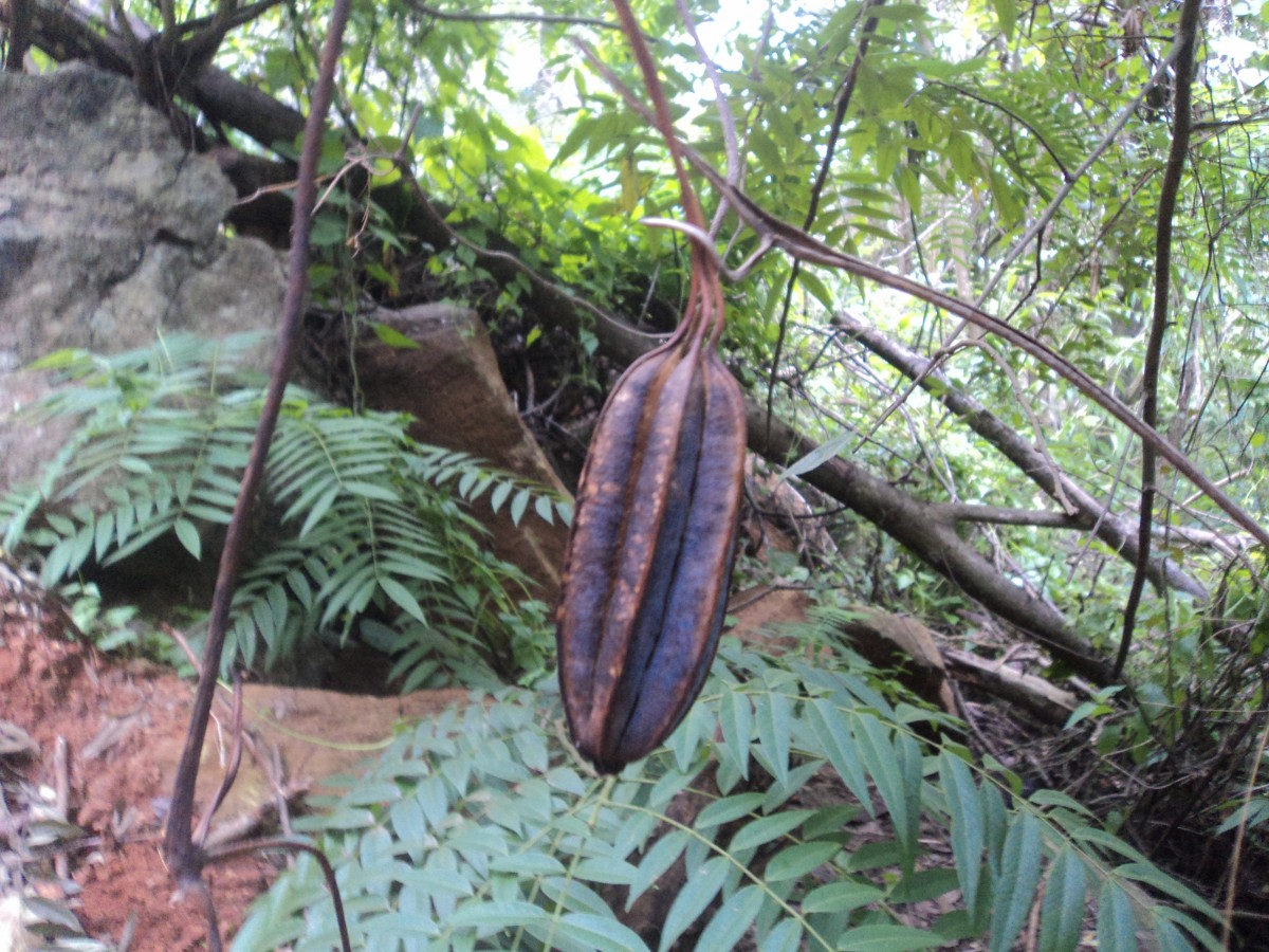 Aristolochia ringens Vahl